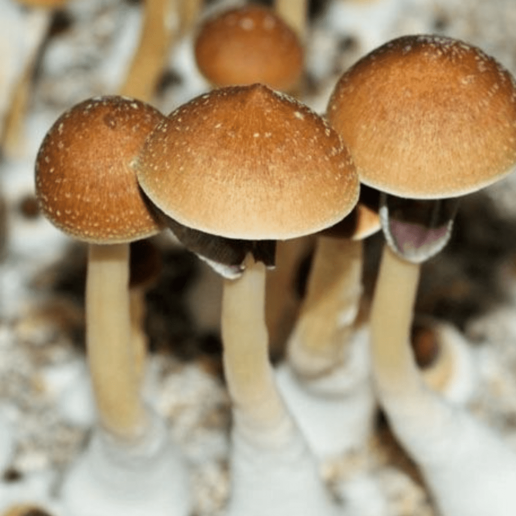 mazatapec mushroom